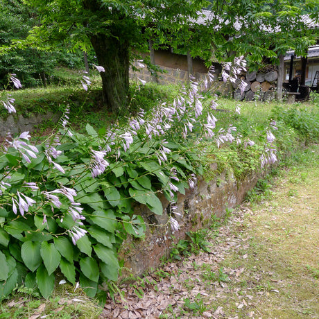 Tradition at "Shin-gama"